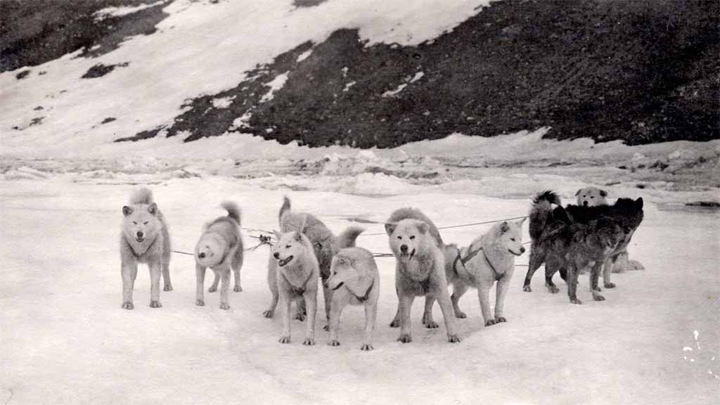 a team of sled dogs