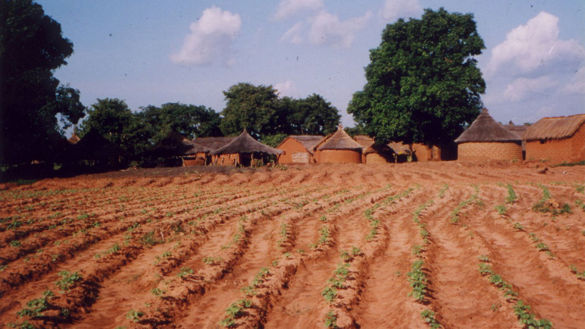 a cotton field