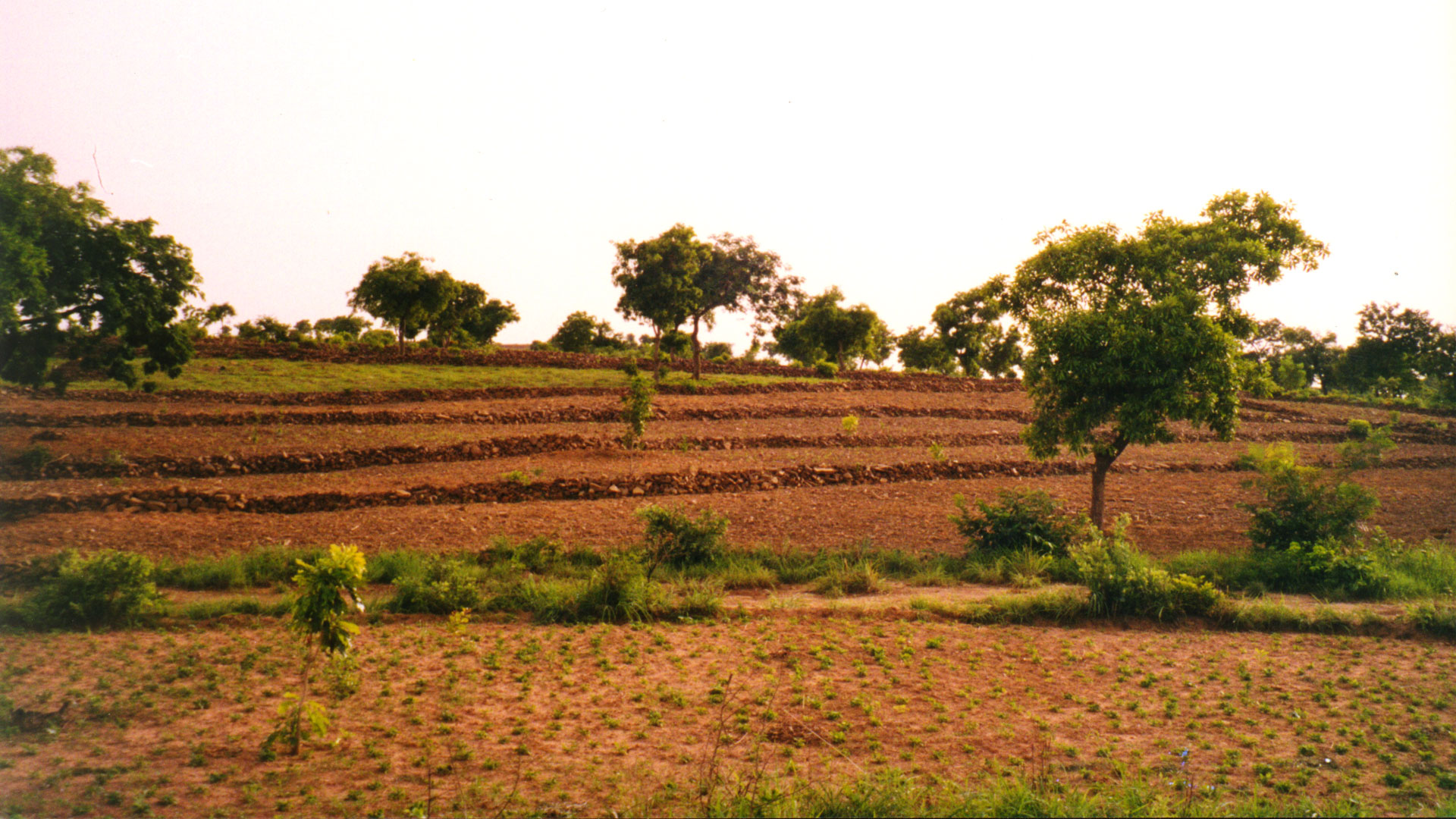 a large field