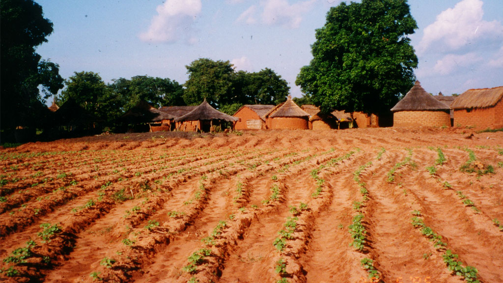 crops growing on a farm