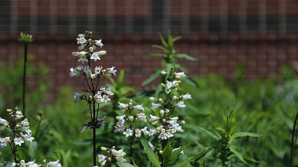 flowers in garden in front of spurlock building